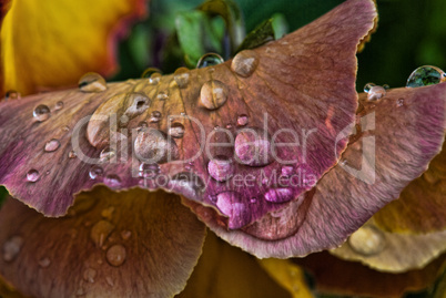 Wet Violet Flowers