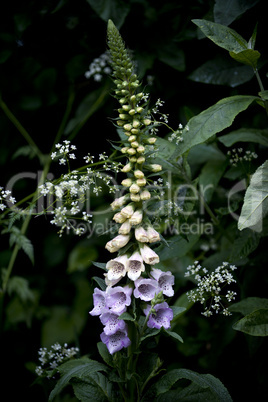 Foxglove (Digitalis)