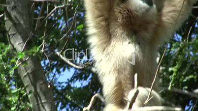 Gibbon in a tree