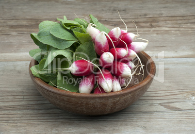 Fresh Radish