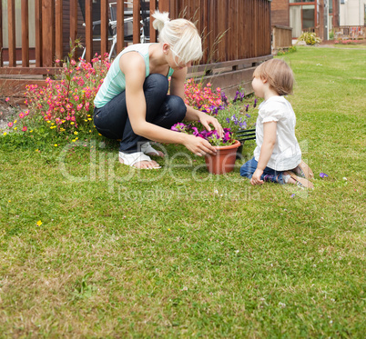Family plant  flowers in the sunshine