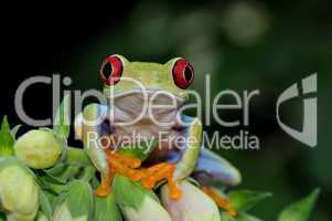 red eyed tree frog