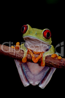 red eyed tree frog