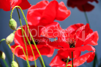 Klatschmohn - corn poppy 42