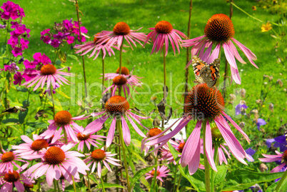 Sonnenhut Purpur - Purple Coneflower 28