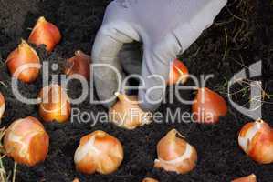 Zwiebel stecken - bulb planting 15