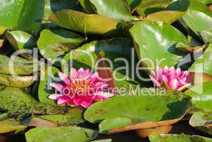 Seerose - water lily 27