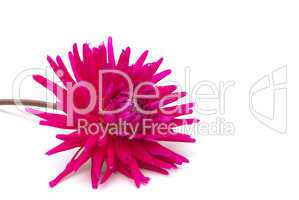 Dahlie freigestellt - Dahlia isolated 01