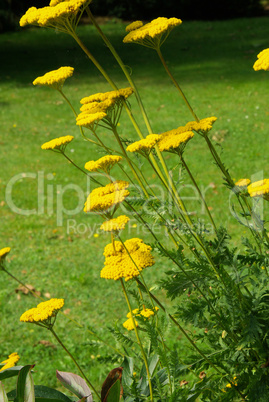 Gelbe Schafgarbe - Fernleaf Yarrow 09