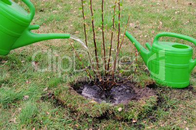 Strauch angiessen - watering a shrub 05