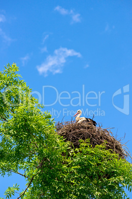 Stork in the nest