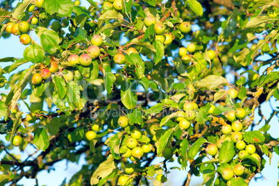 Unripe fruits