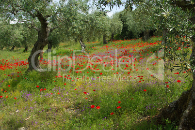 Mohn unter Olivenbaum - poppy and olive tree 12