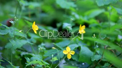 Flowers celandine