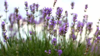 Flowers Lavender