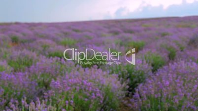 Beautiful lavender field