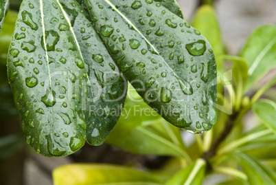 Wet Green Leaves in a Garden