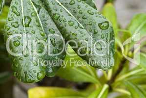 Wet Green Leaves in a Garden