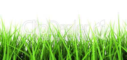 Green Grass On White Background