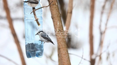 Birds in the park.