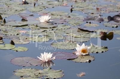Water lilies - Nymphaea