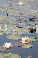 Water lilies - Nymphaea