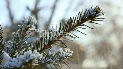 Snow on spruce branches.