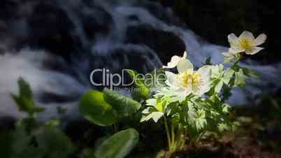 (1202) Colorado Rocky Mountains Alpine Wildflowers Summer Tourism Lake LOOP