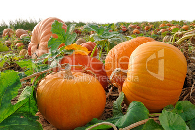 Kürbisse kurz vor der Ernte