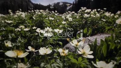 (1203) Colorado Rocky Mountains Alpine Wildflowers Summer Tourism Lake LOOP