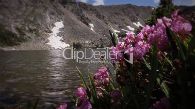 (1209) Colorado Rocky Mountains Alpine Wildflowers Summer Tourism Lake Outdoors Nature