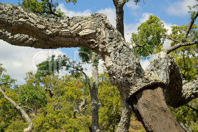 Korkeiche - cork oak 52