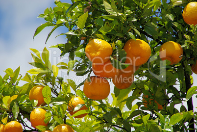Orange am Baum - orange fruit on tree 01