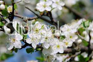 Pflaumenbaumbluete - plum blossom 02
