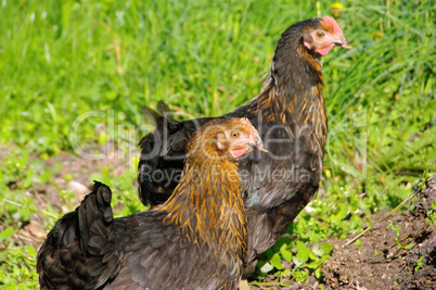 Huhn - chicken 21