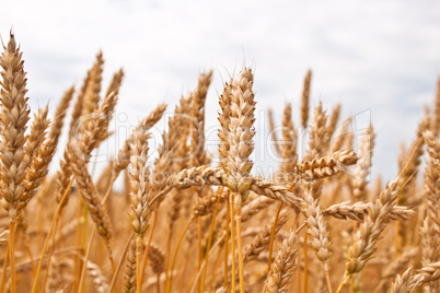 Gold wheat field