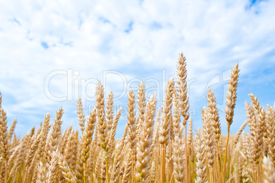 Gold wheat field