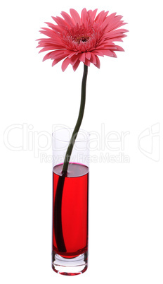 gerbera