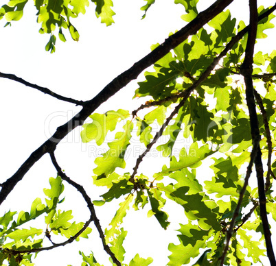 Oak branch isolated