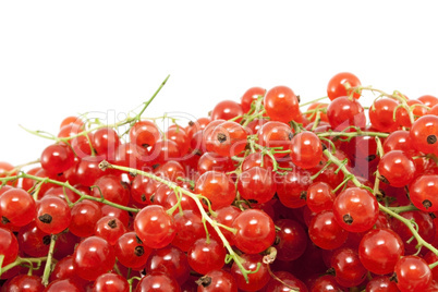 Red currant