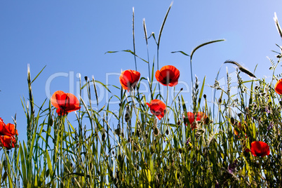 Mohnblumen Papaver rhoeas