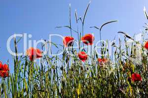 Mohnblumen Papaver rhoeas