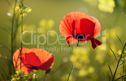 Mohnblumen Papaver rhoeas