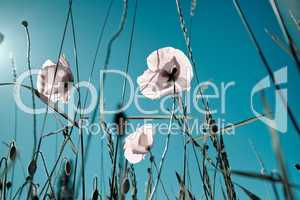 Mohnblumen Papaver rhoeas