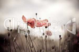 Mohnblumen Papaver rhoeas