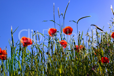 Mohnblumen Papaver rhoeas