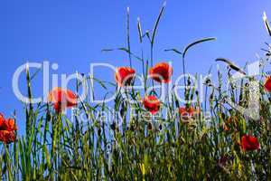 Mohnblumen Papaver rhoeas