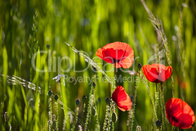 Mohnblumen Papaver rhoeas