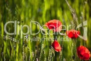 Mohnblumen Papaver rhoeas