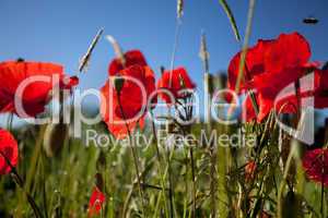 Mohnblumen Papaver rhoeas